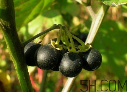 龍葵果可以治癌癥嗎？吃龍葵果有什么好處