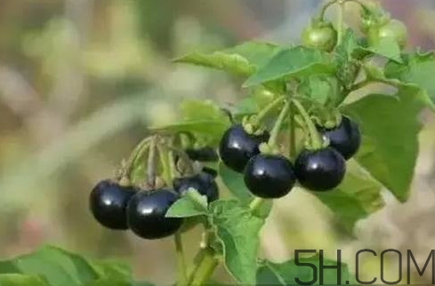龍葵果是黑天天嗎？龍葵果是黑枸杞嗎？
