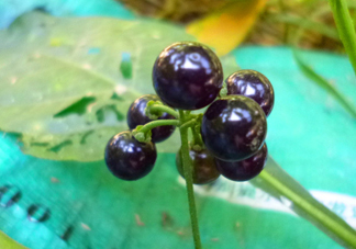 孕婦可以吃龍葵果嗎？龍葵果怎么泡酒