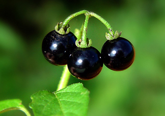 龍葵果泡酒有什么功能？龍葵果的功效與作用