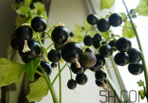 龍葵果可以多吃嗎？龍葵果一次吃多少合適