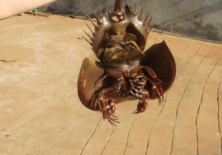 中華鱟有毒嗎？中華鱟的血是什么顏色？