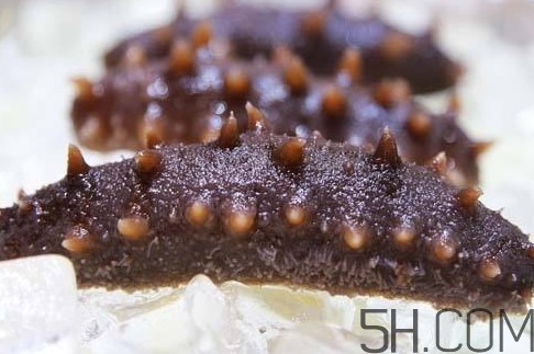 海參怎么挑？海參怎么選購？