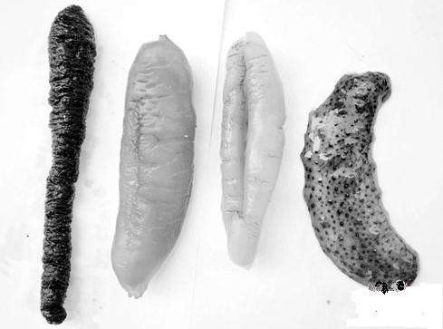 海參刺多好還是刺少好？海參沒(méi)有刺是怎么回事？