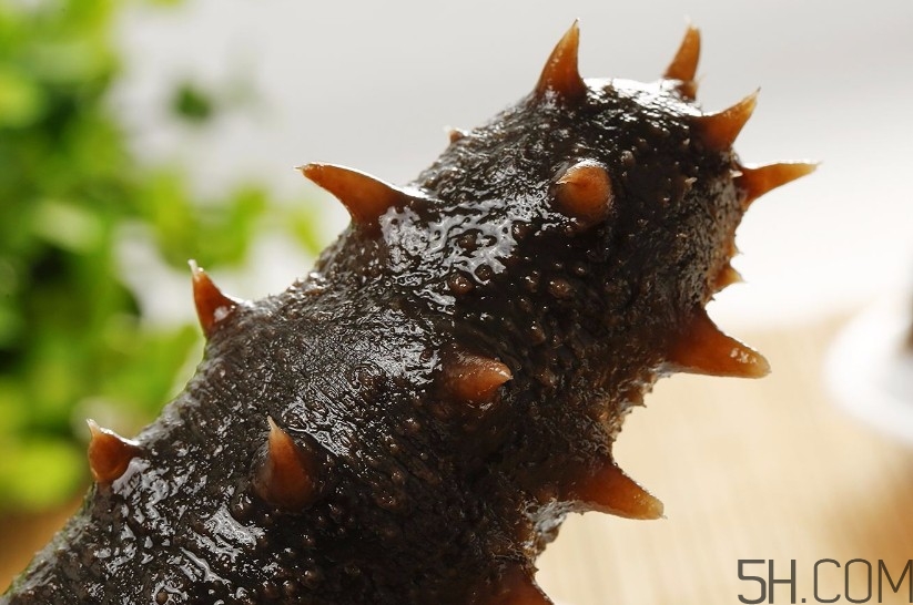 海參是海鮮嗎？海參是動物還是植物？