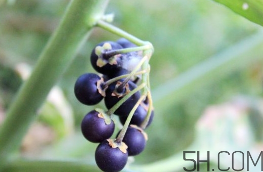 龍葵果是黑天天嗎？龍葵果是黑枸杞嗎？