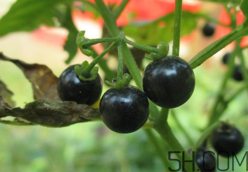 東北吃的黑黝黝學名叫什么？黑天天學名是什么