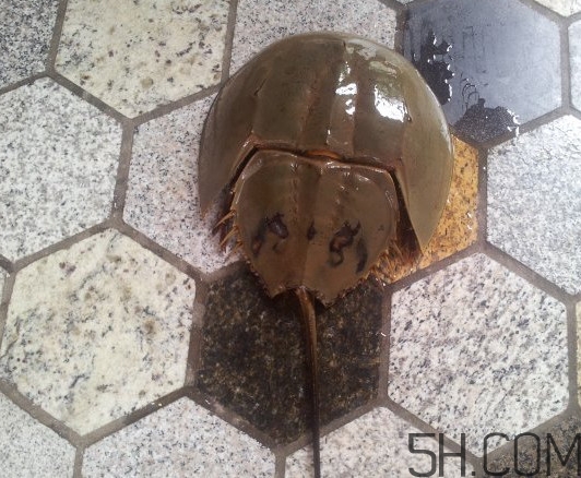 中華鱟多少錢一斤？中華鱟有什么藥用價值