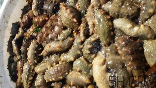 海參顏色深好還是淺好？海參顏色發(fā)白時(shí)怎么回事？