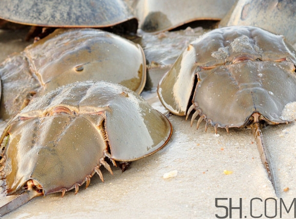 中華鱟可以養(yǎng)殖嗎？中華鱟怎么養(yǎng)