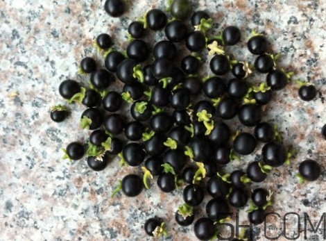 黑天天能吃嗎？黑天天泡蜂蜜好嗎