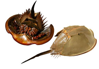 中華鱟是保護(hù)動物嗎？中華鱟和圓尾鱟的區(qū)別