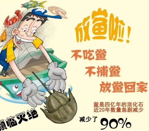 中華鱟能活多久？中華鱟最大能長(zhǎng)多大