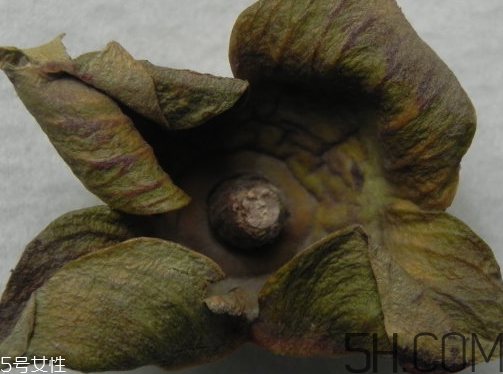 柿蒂是什么東西？柿蒂怎么吃？