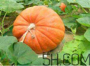 切開的南瓜怎么保存？窩瓜和南瓜的區(qū)別