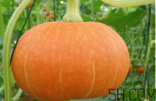 冬瓜和南瓜一起吃有什么好處？南瓜可以生吃嗎？