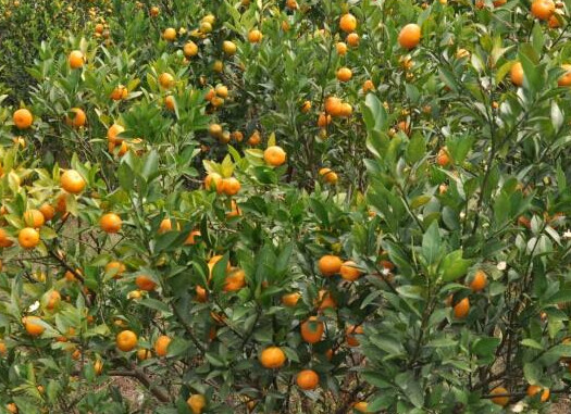 沙糖桔是哪里的特產(chǎn)？沙糖桔什么時(shí)候上市