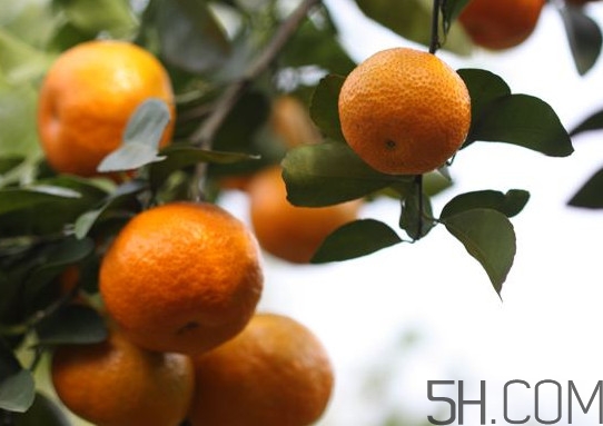 沙糖桔種植幾年才能投產(chǎn)？怎么分辨真假沙糖桔