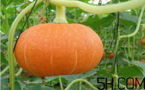 秋天吃南瓜要注意什么？紅棗和南瓜怎么做好吃？