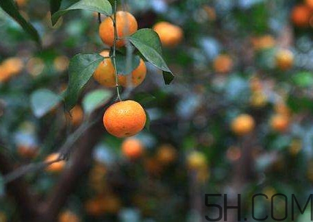 沙糖桔什么時候施鉀肥？沙糖桔什么時候種植