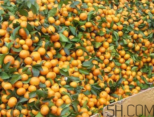 沙糖桔有籽嗎？沙糖桔有什么營養(yǎng)價(jià)值