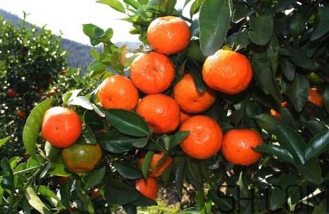 沙糖桔什么時(shí)候放秋梢？沙糖桔種植技術(shù)與管理