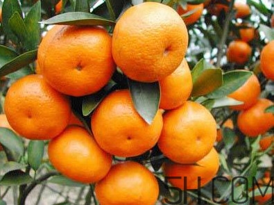 沙糖桔什么時(shí)候放秋梢？沙糖桔種植技術(shù)與管理