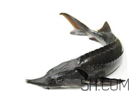 中華鱘到底能不能吃？吃中華鱘犯法嗎