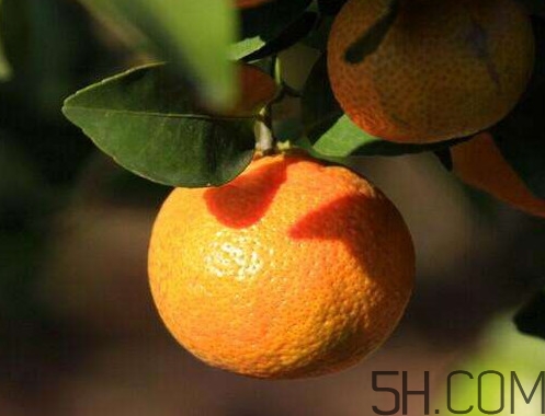 沙糖桔大的好吃還是小的？沙糖桔什么時(shí)候成熟