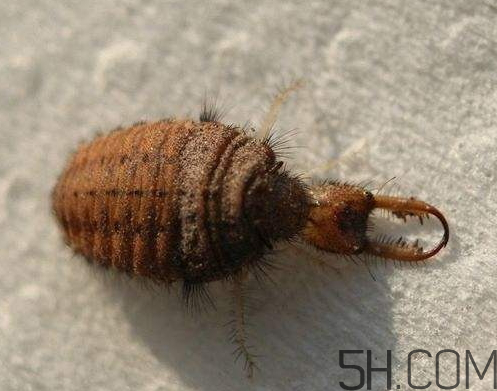 沙牛的功效與作用 沙牛的作用與價格 沙牛的功效與作用 沙牛的作用與價格