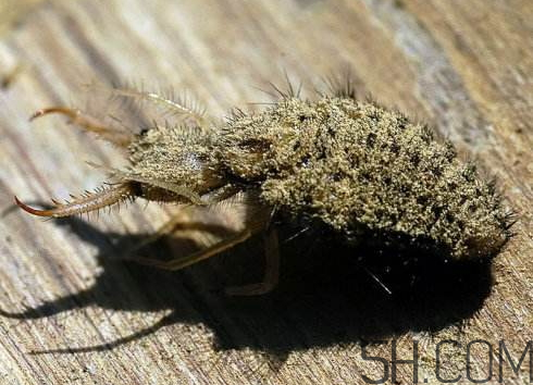沙牛的功效與作用 沙牛的作用與價格 沙牛的功效與作用 沙牛的作用與價格