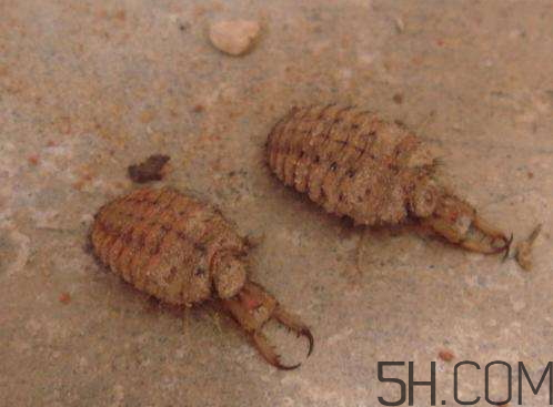 沙牛的功效與作用 沙牛的作用與價格 沙牛的功效與作用 沙牛的作用與價格