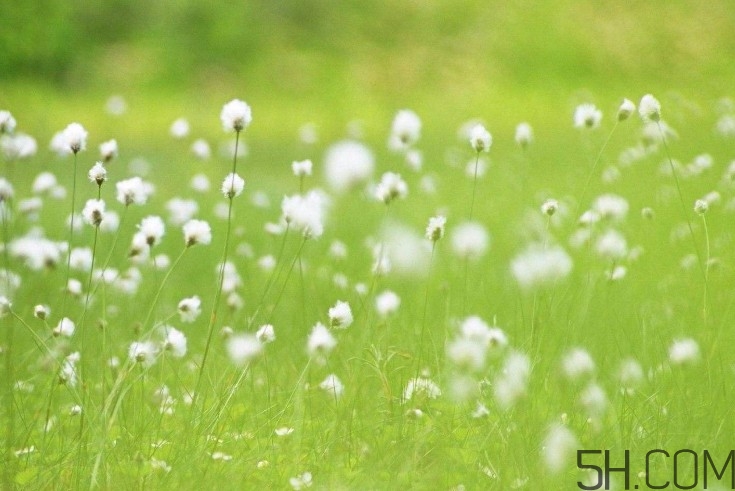 蒲公英能去胎毒嗎？吃什么可以去胎毒？