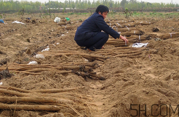 牛蒡要種多久才可以收割？女性喝牛蒡茶有什么好處