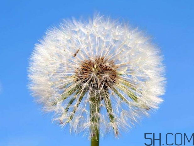 蒲公英能去胎毒嗎？吃什么可以去胎毒？