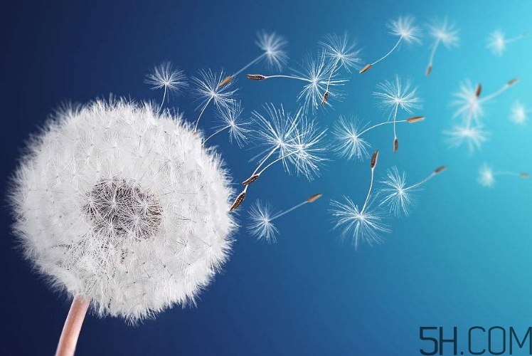 蒲公英能去胎毒嗎？吃什么可以去胎毒？