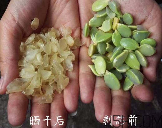 皂角米什么人不能吃？皂角米什么地方產(chǎn)的好？