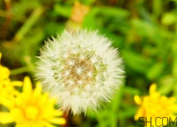 蒲公英能去胎毒嗎？吃什么可以去胎毒？