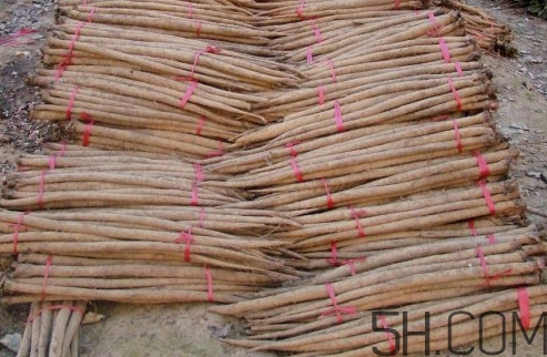 牛蒡用去皮嗎？牛蒡茶什么時候喝最好