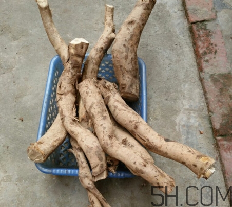 牛蒡是牛大力嗎？牛蒡和牛大力的區(qū)別