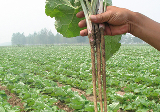 牛蒡要種多久才可以收割？女性喝牛蒡茶有什么好處