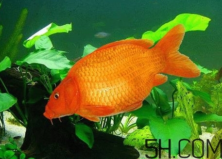 荷包紅鯉魚多少錢一斤？荷包紅鯉魚能吃嗎