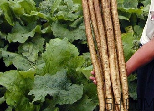 牛蒡要種多久才可以收割？女性喝牛蒡茶有什么好處