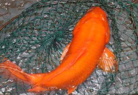 荷包紅鯉魚好吃嗎？荷包紅鯉魚怎么做好吃？