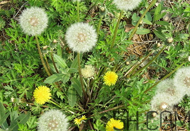 蒲公英能去胎毒嗎？吃什么可以去胎毒？