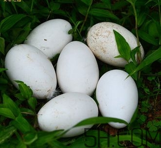 鵝蛋去胎毒是真的嗎？鵝蛋怎么吃去胎毒？
