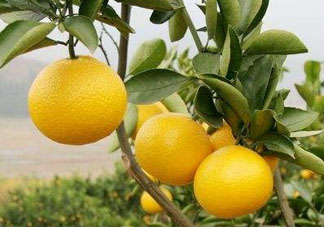 中秋節(jié)可以送柚子嗎？中秋節(jié)為什么吃柚子？