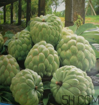 釋迦果就是番荔枝嗎?番荔枝和釋迦的區(qū)別 釋迦果就是番荔枝嗎?番荔枝和釋迦的區(qū)別