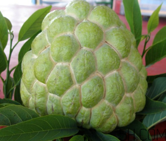 釋迦果就是番荔枝嗎?番荔枝和釋迦的區(qū)別 釋迦果就是番荔枝嗎?番荔枝和釋迦的區(qū)別