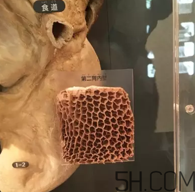 牛百葉和毛肚是一個(gè)東西嗎？牛百葉上面有層黑皮能吃嗎？